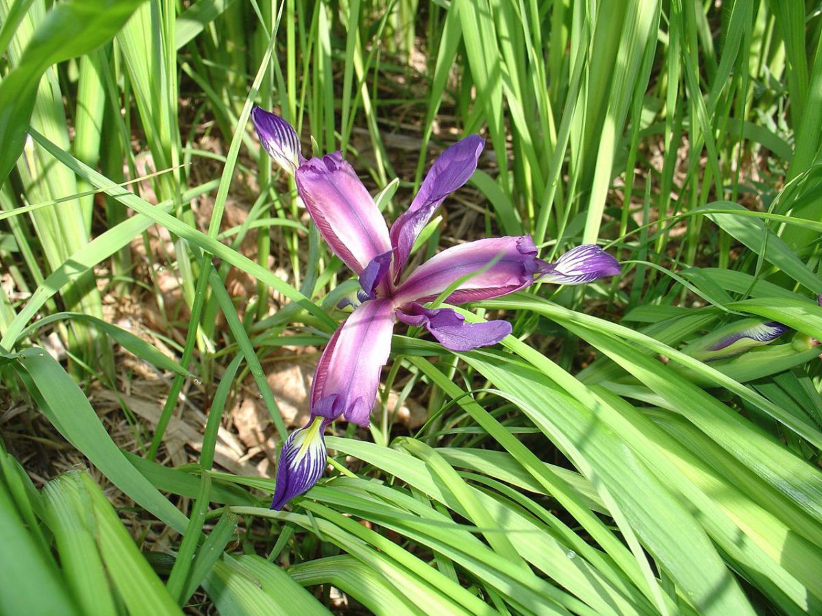 Iris graminea auf der Salzwiese